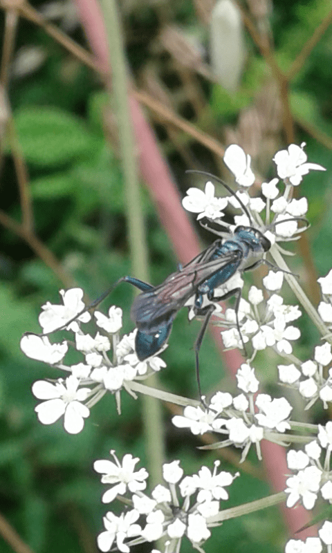 Chalybion sp. (Sphecidae)? S, C. bengalense (verosimilmente)